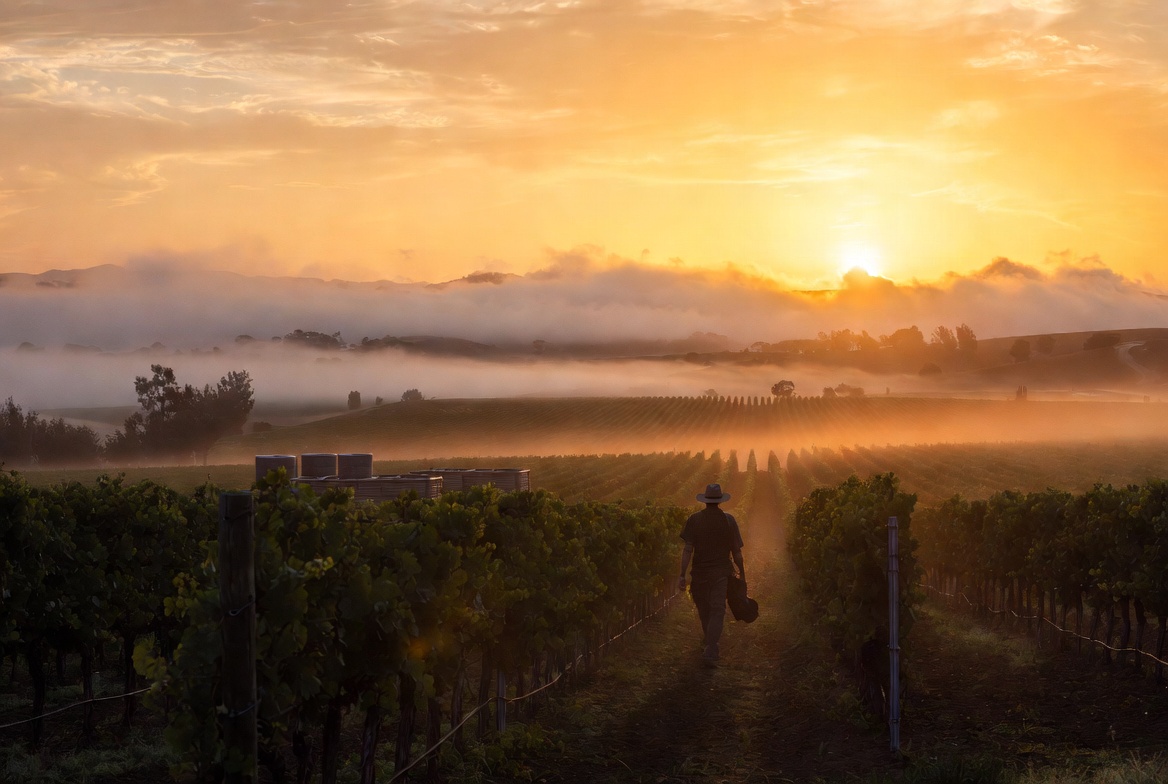 Winemaker walking through vineyard rows in Rutherford Napa Valley at sunrise with morning fog over the benchlands and harvest bins nearby.