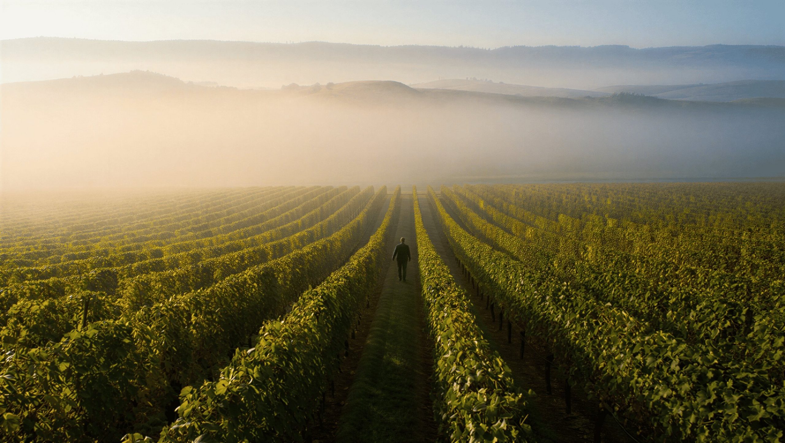 “Early morning in Napa Valley with fog lifting over vineyard rows and soft sunlight on surrounding hills, creating a calm and reflective atmosphere for travelers seeking a fresh start.”