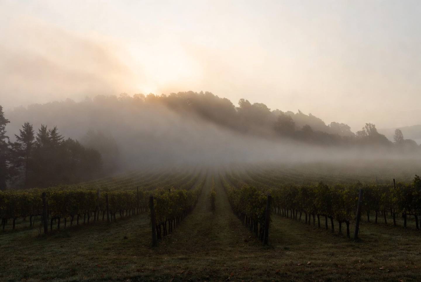 Early morning fog settles over vineyard rows on the Rutherford benchlands in Napa Valley, creating a calm and quiet landscape with soft natural light.