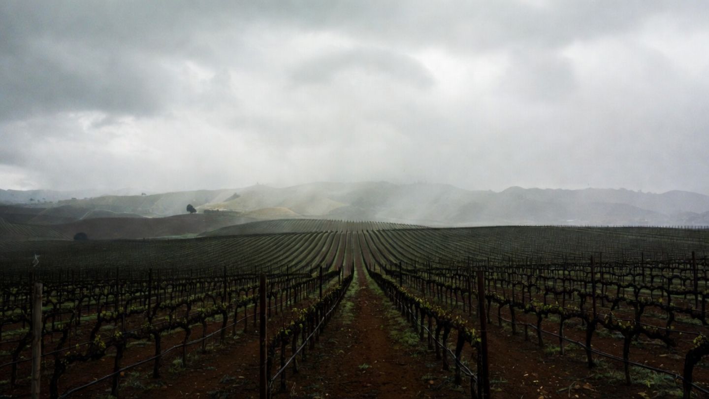 Rainy day view of Napa Valley vineyard rows with dark soil and mist over the Mayacamas hills, showing how weather shapes the landscape and wine experience.