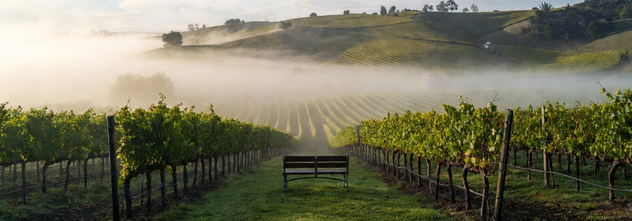 Late morning in Napa Valley with vineyard rows stretching across the valley floor as fog lifts, capturing a calm, slow paced wine country atmosphere ideal for retirees exploring Napa.