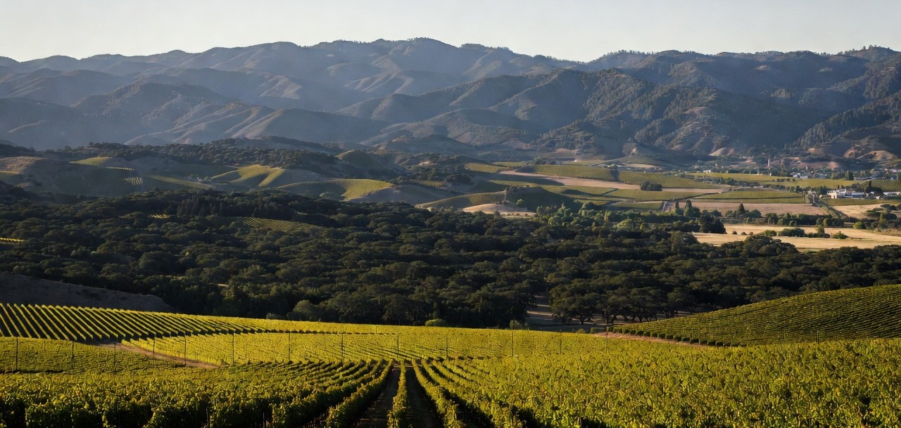 Panoramic view of Napa Valley showing vineyard rows in the Rutherford benchlands transitioning into protected oak woodlands and the Mayacamas mountains, illustrating conservation and land stewardship in Napa.