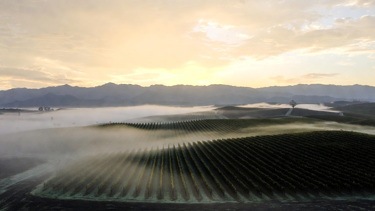 Morning fog lifting over Cabernet vineyard rows on the Rutherford benchlands in Napa Valley, symbolizing clarity and second career reinvention after 50.