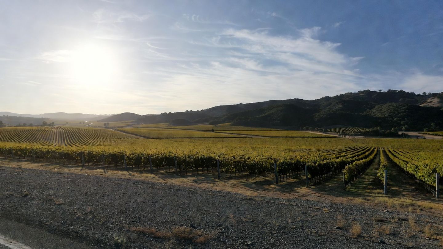 Scenic pull off along Silverado Trail in Napa Valley with vineyard rows and eastern hills under soft late afternoon light, showing a quiet picnic and scenic driving experience.