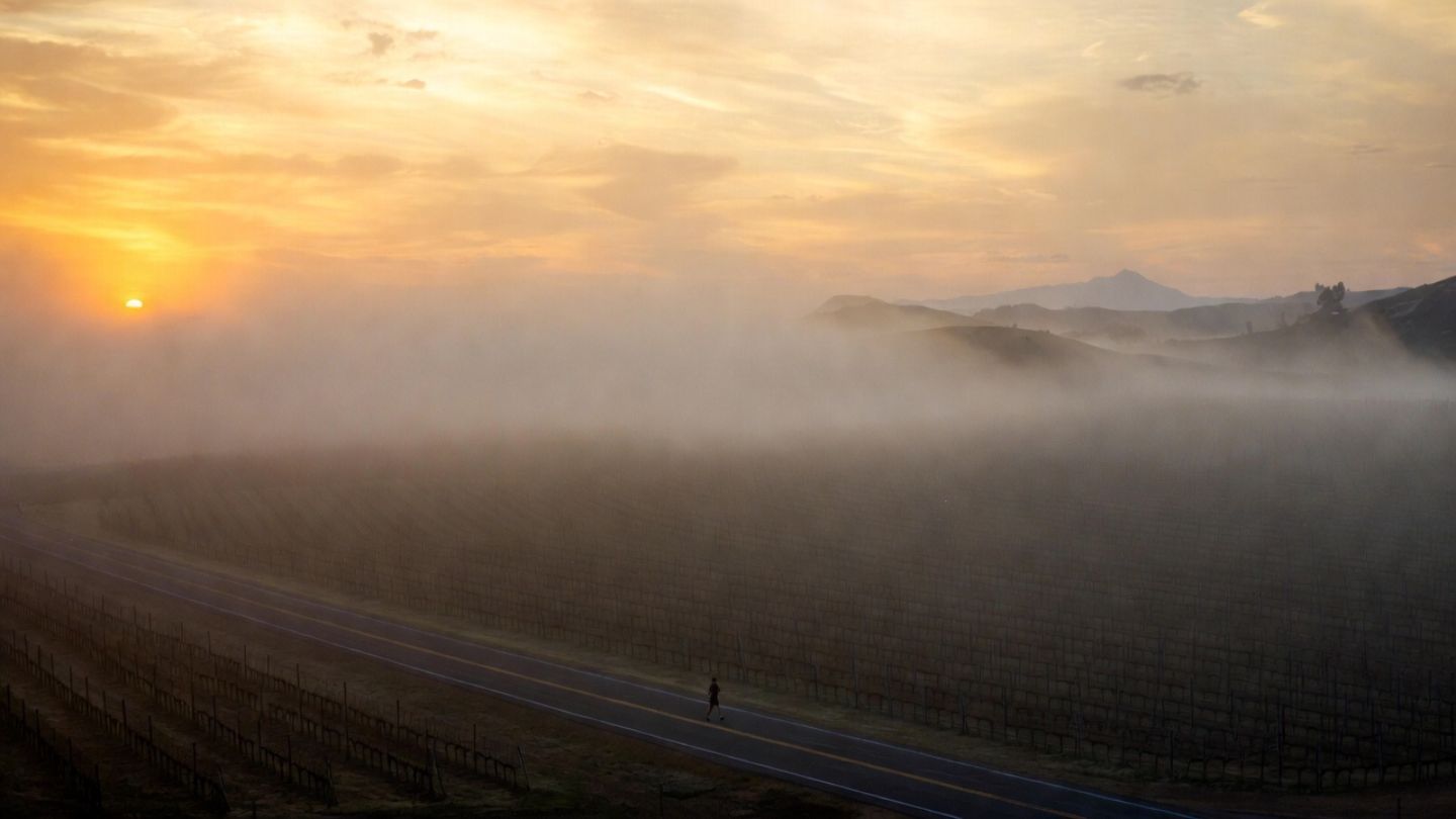 Runner jogging along a quiet Napa Valley vineyard road at sunrise, with fog lifting over vine rows and soft morning light on the eastern hills. Designed to show scenic running routes for Marin County travelers seeking peaceful morning movement in Napa.
