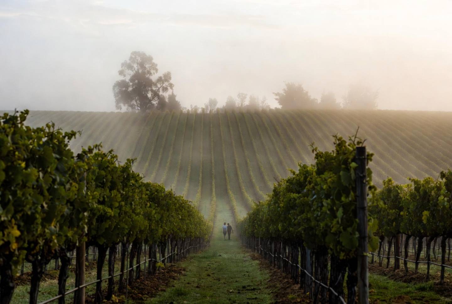 Couple standing quietly among vineyard rows in Napa Valley as morning fog lifts, creating a calm and reflective setting for a second honeymoon.