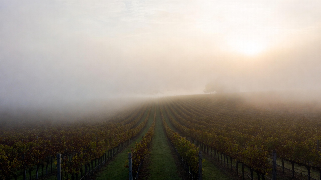 Early morning fog over Napa Valley vineyards in Rutherford, showing quiet vineyard rows and a calm landscape suited for mindful and slow travel.