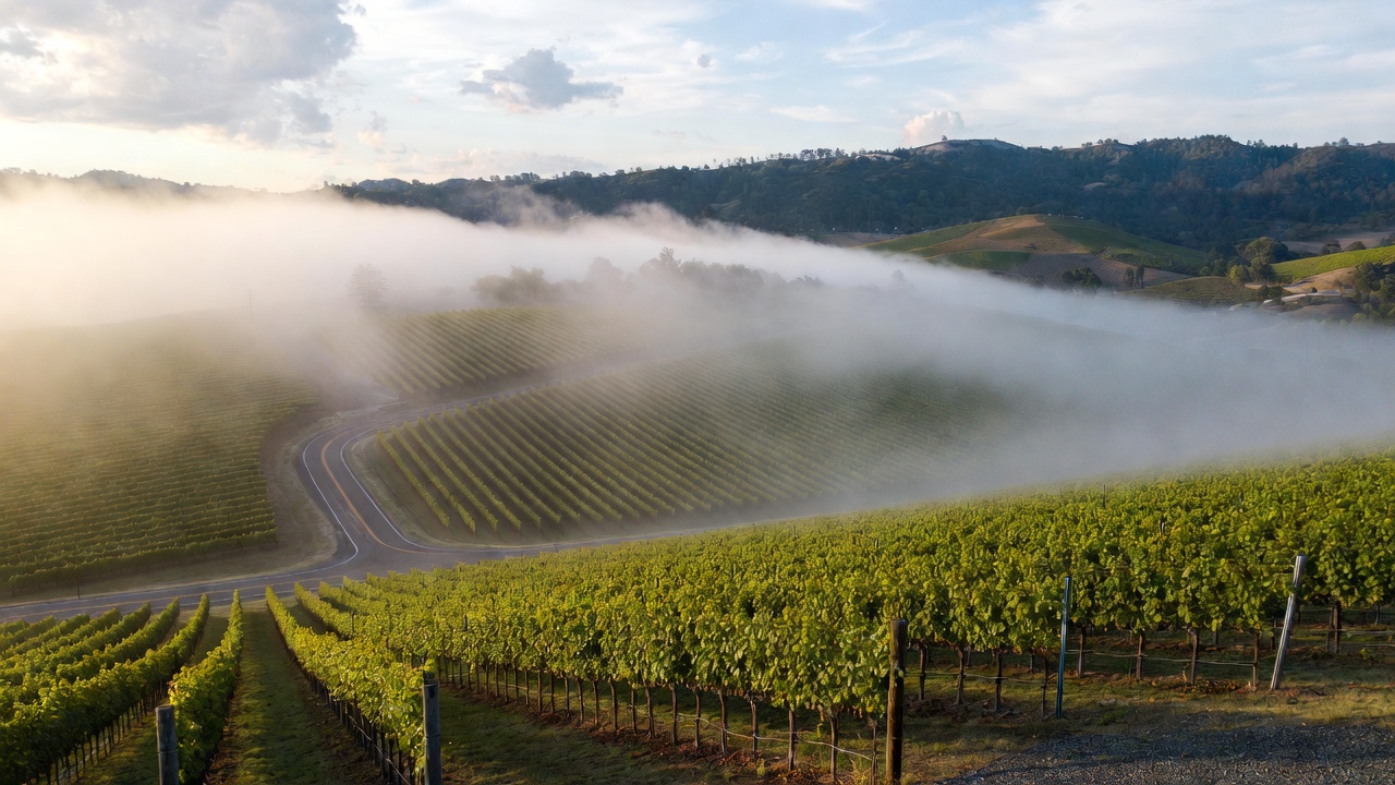 Early summer morning in Napa Valley with fog lifting over vineyard rows, calm light and quiet roads creating a peaceful atmosphere ideal for teachers on summer break.
