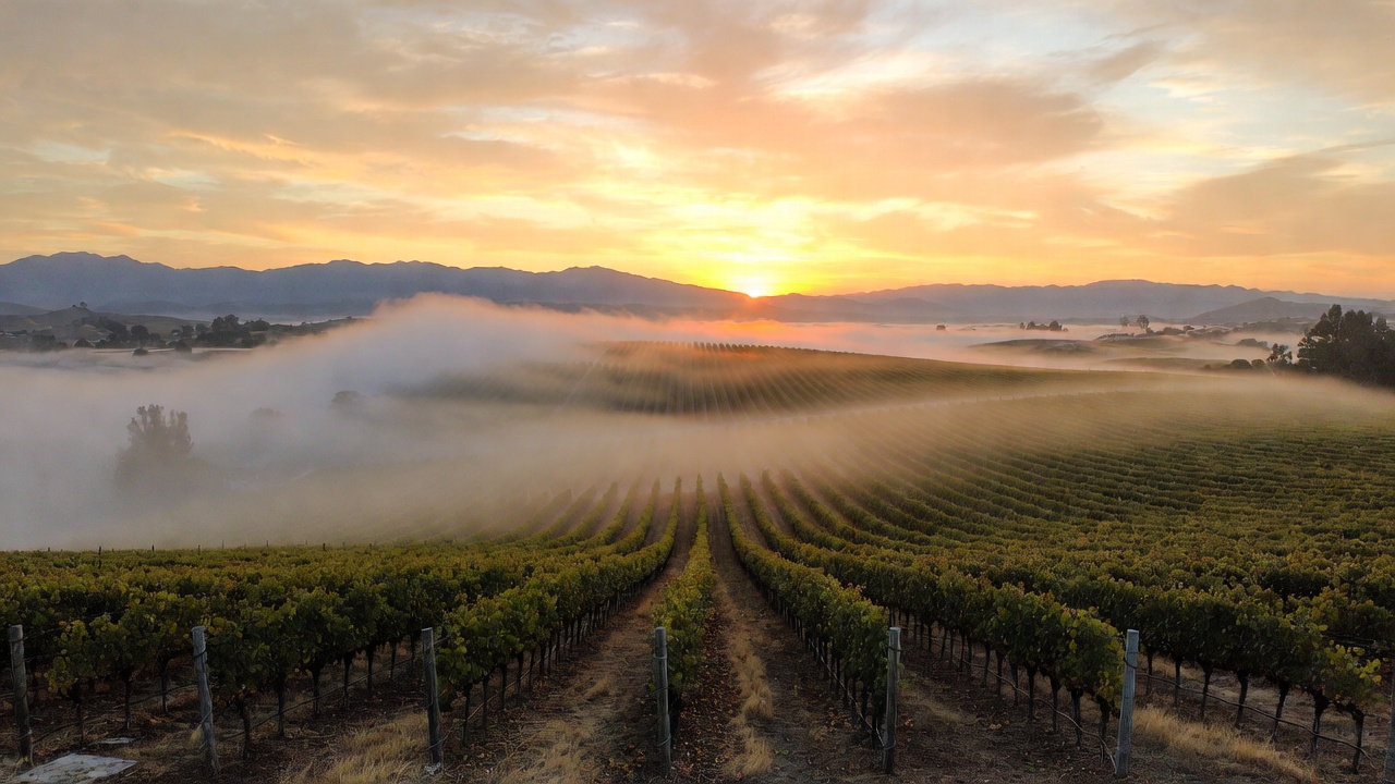 Sunrise over vineyard rows in the Rutherford benchlands of Napa Valley with morning fog lifting near Silverado Trail, representing slow travel rituals and early morning routines in wine country.