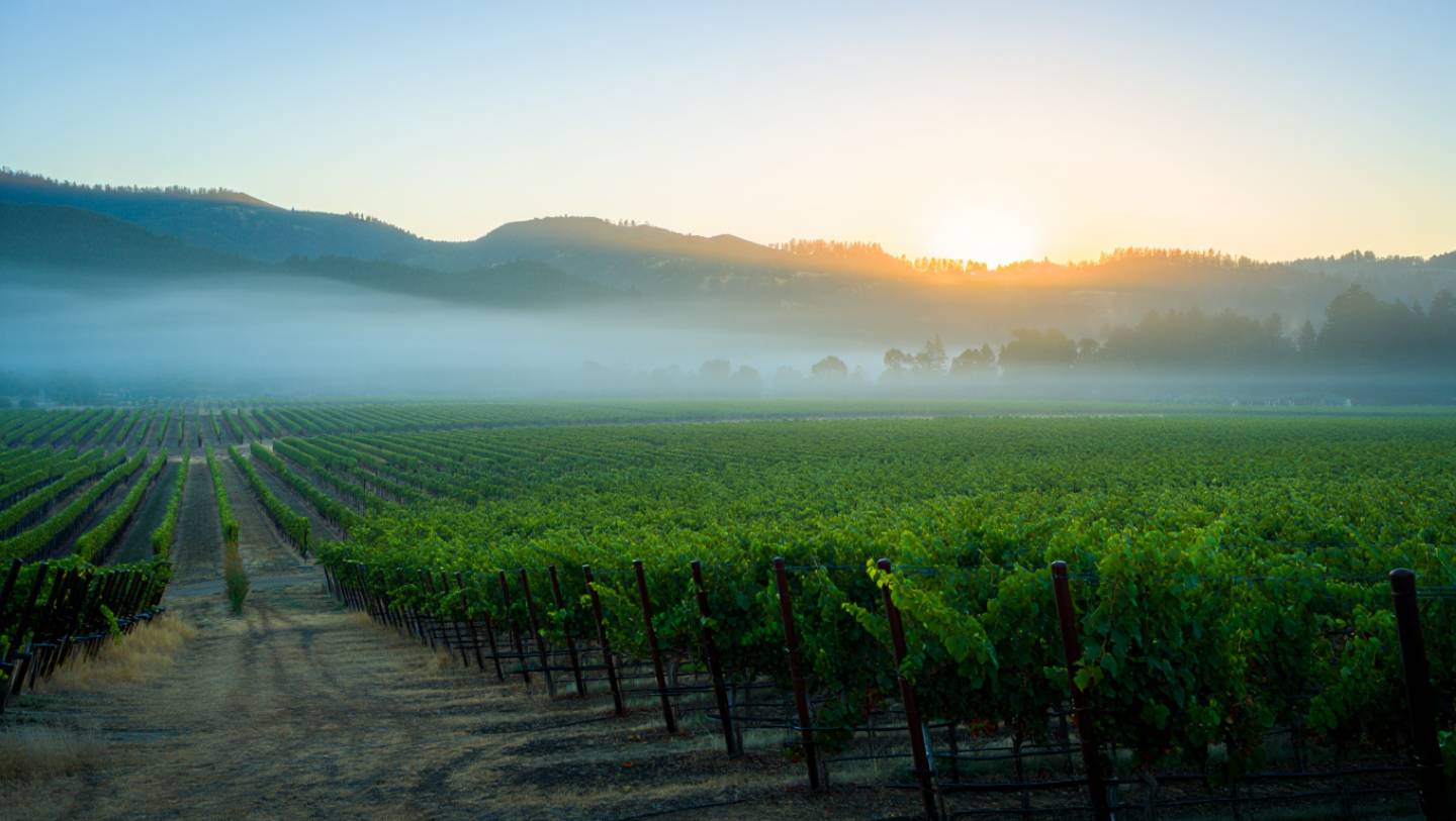Sunrise over Napa Valley vineyards with morning fog and a quiet trail, illustrating early morning hiking before wineries open.