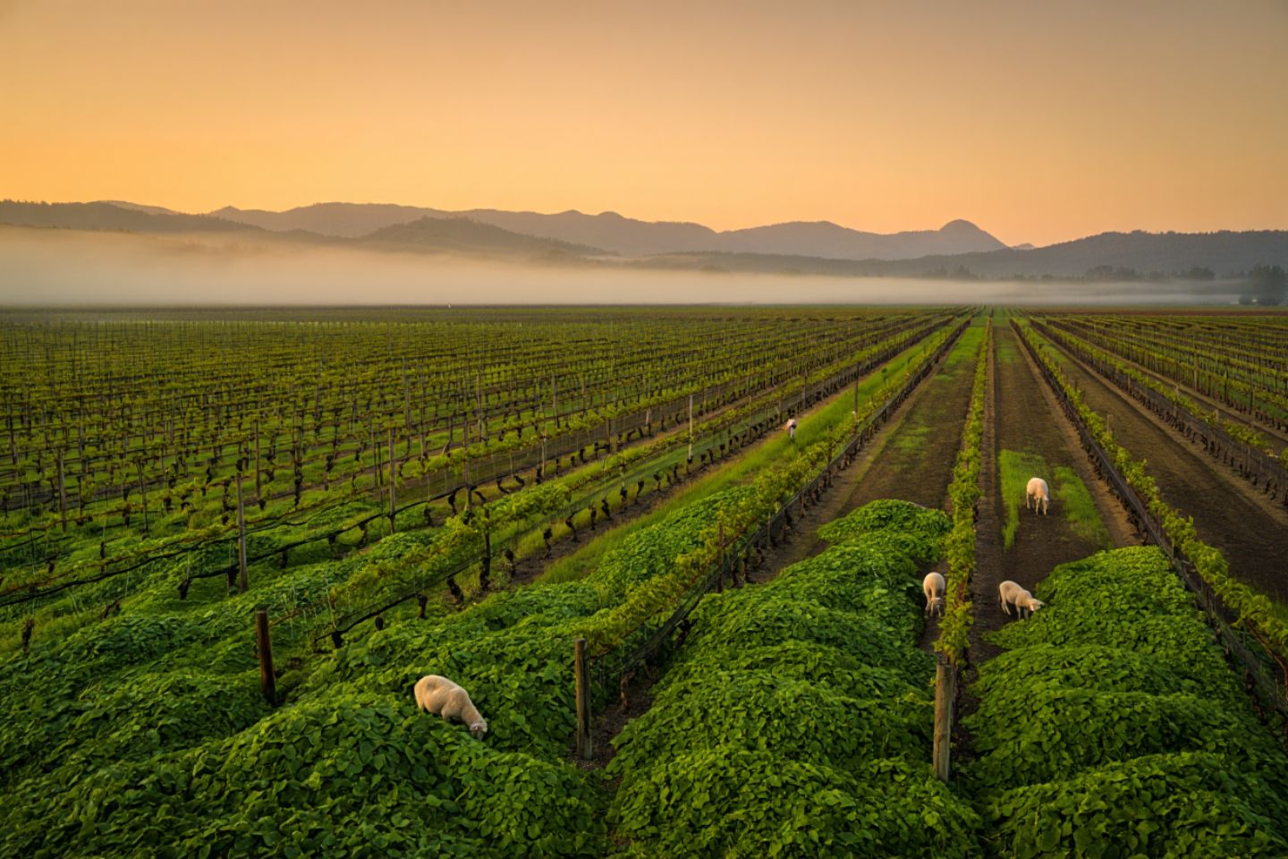 Sustainable vineyard in Rutherford Napa Valley at sunrise with cover crops between vine rows, sheep grazing, and fog lifting toward the Mayacamas mountains.