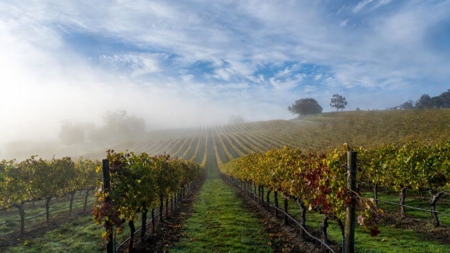 Cover crops growing between vineyard rows in Napa Valley during mid morning fog lift, showing sustainable farming practices that appeal to environmentally conscious travelers from Alameda County.