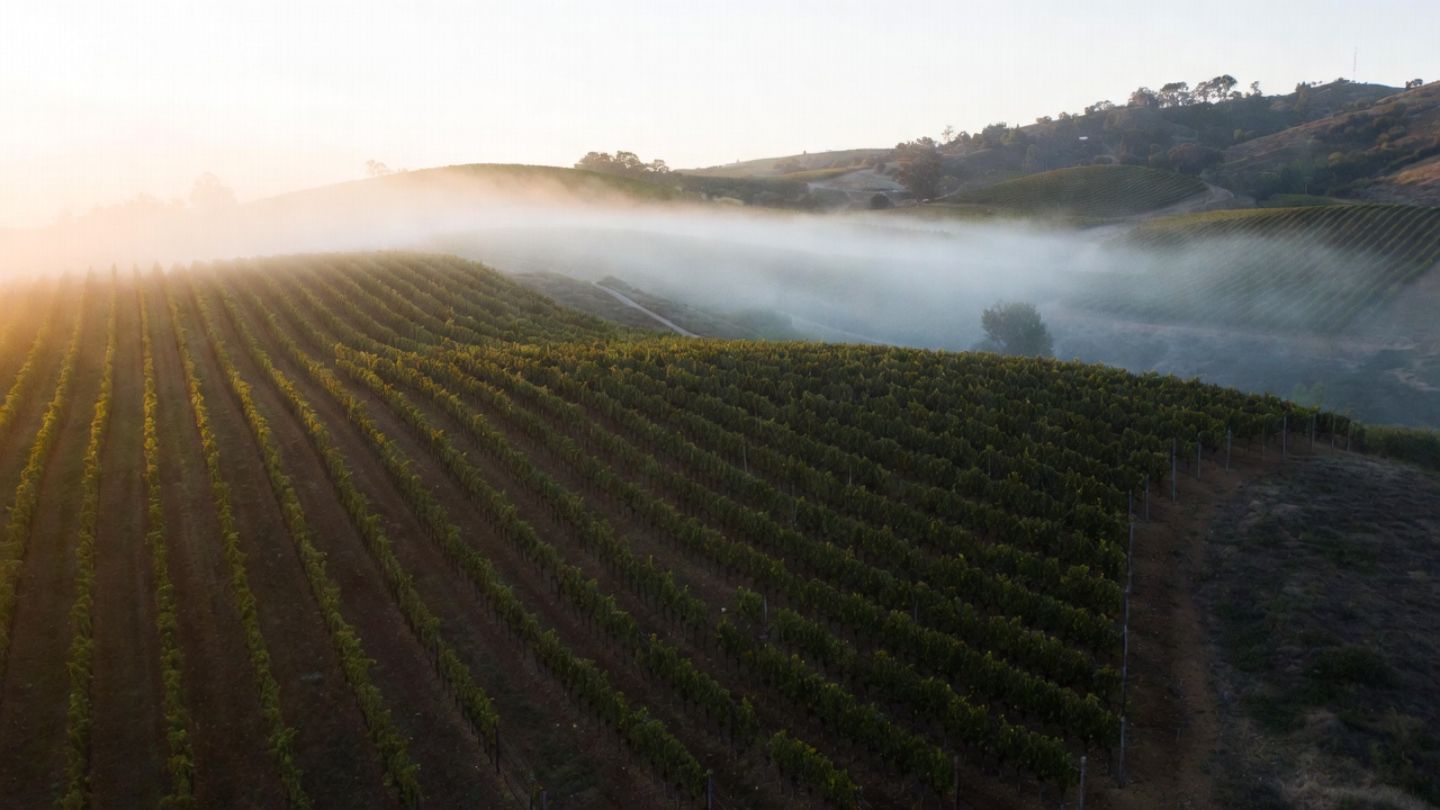 Early morning view of Cabernet Sauvignon vineyard rows in Napa Valley with fog lifting over the Rutherford benchlands, showing soil and elevation that influence terroir.