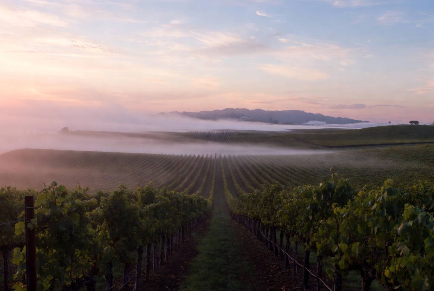 Morning fog lifting over vineyard rows in Napa Valley, symbolizing clarity, pace, and honest connection during a test trip for a new relationship.