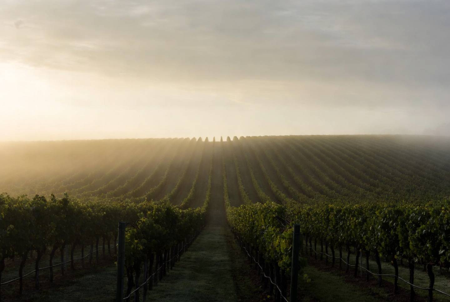 Morning fog lifting over vineyard rows on the Rutherford benchlands in Napa Valley, representing reflection, depth, and a slower pace of travel focused on meaning.