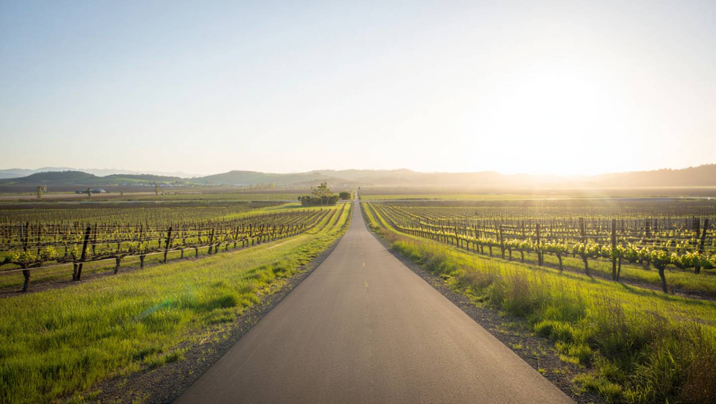 Early morning walk on the Napa Valley Vine Trail near Yountville with vineyards and quiet surroundings.