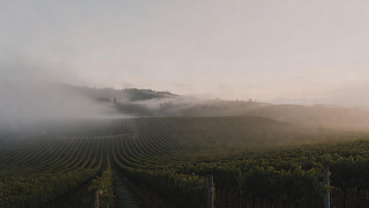 Early morning fog lifting over vineyard rows in Napa Valley, soft natural light revealing the benchland hills and quiet working landscape that inspires artists and creative travelers.