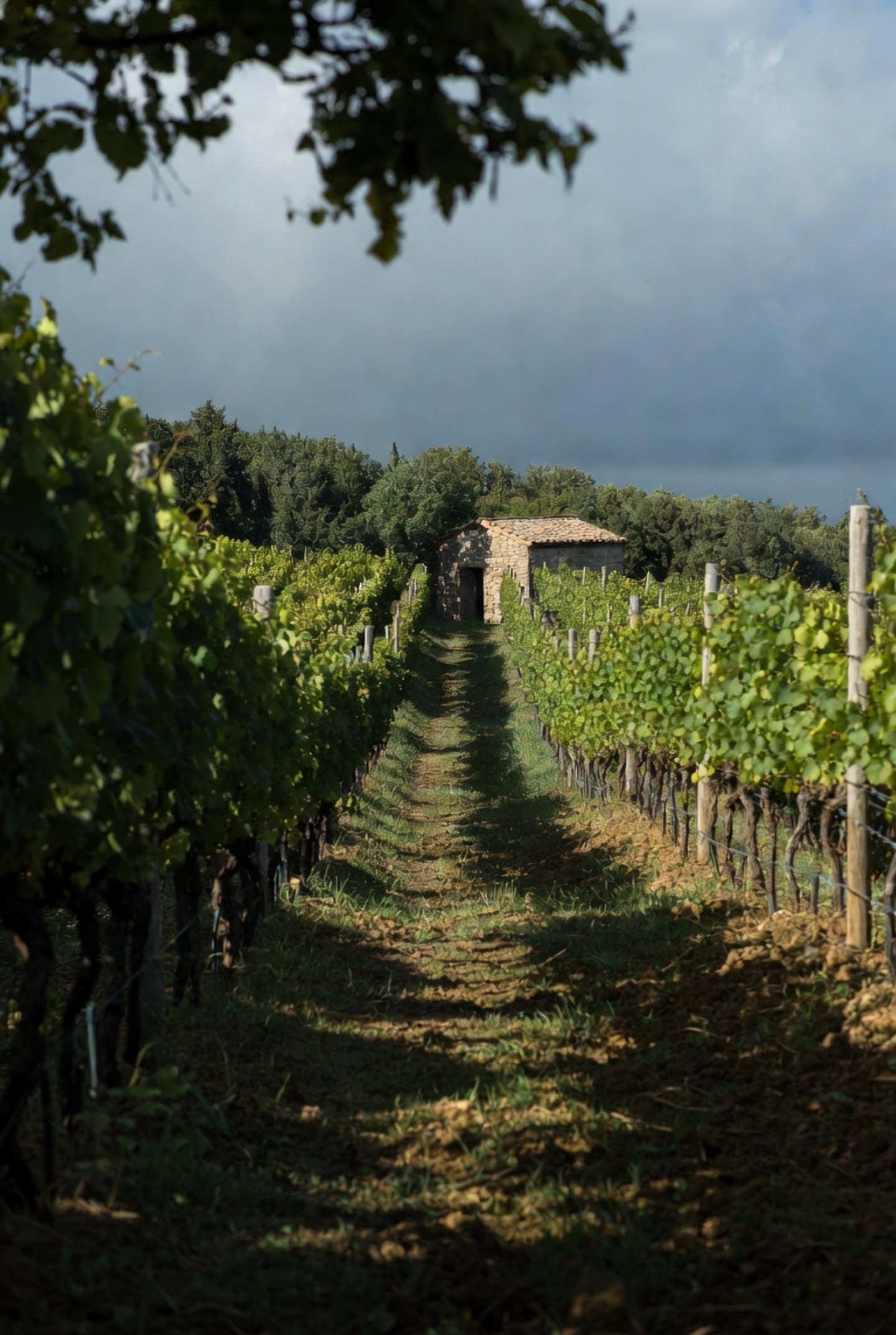 A quiet path through Napa Valley vineyard rows under a soft morning sky, illustrating the patient journey of a professional career change.