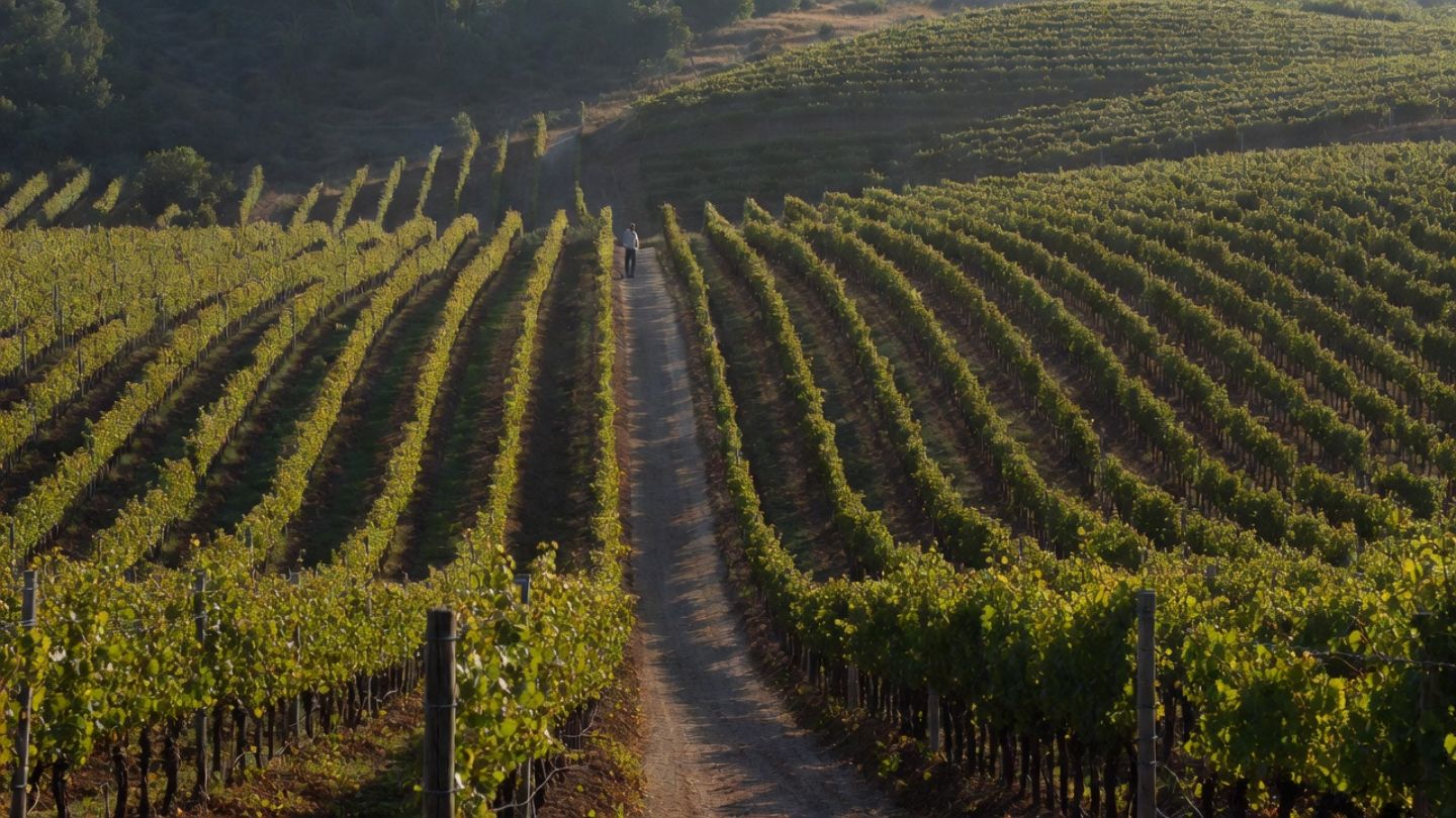 Vineyard walk in Napa Valley showing hillside rows and slope, highlighting how elevation and landscape influence wine education and tasting experiences.