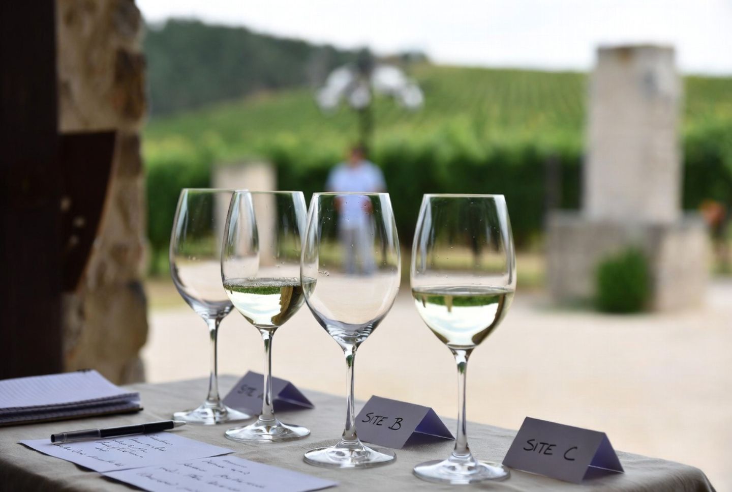 Comparative wine tasting setup in Napa Valley with labeled glasses, notebook, and vineyard background, illustrating terroir focused wine education.