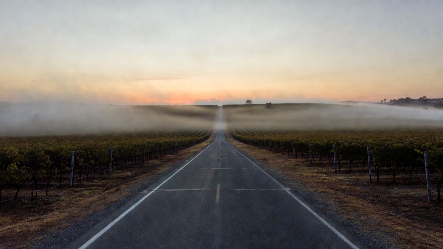 Early morning fog lifting over the Rutherford benchlands in Napa Valley, showing a quiet vineyard road ideal for slow travel and unhurried wine trips.
