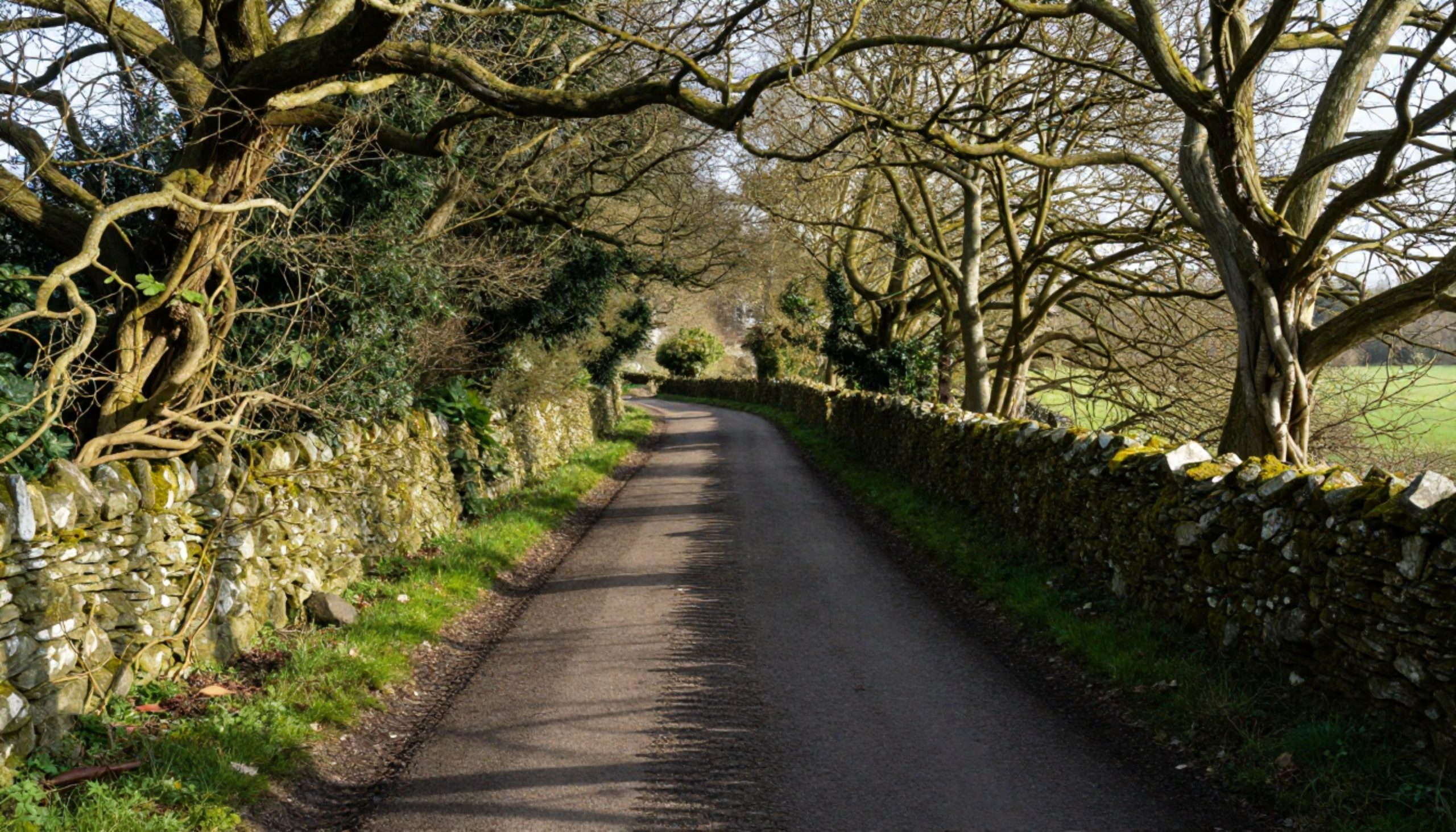 Rutherford benchland back road in Napa Valley with old vineyard rows, stone walls, and warm afternoon light.