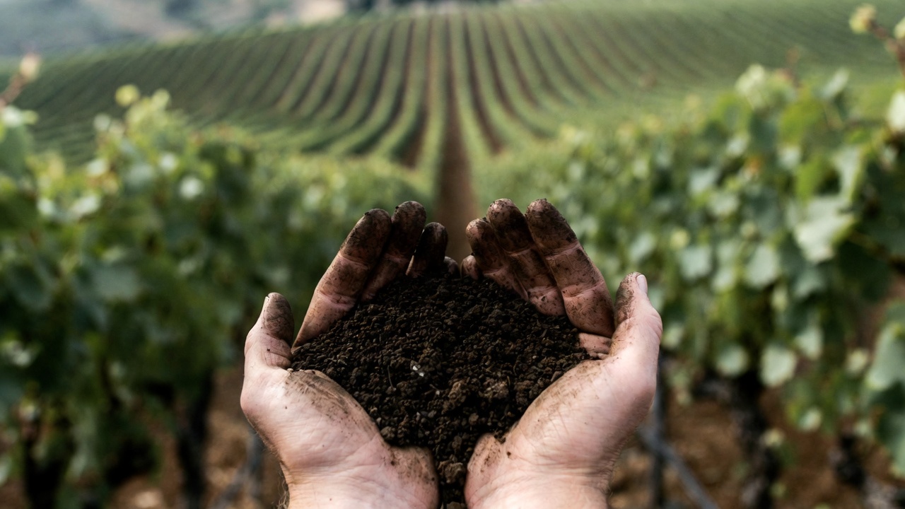 Close up of hands holding gravelly soil in a Napa Valley vineyard on the Rutherford benchlands with vine rows visible in the background.
