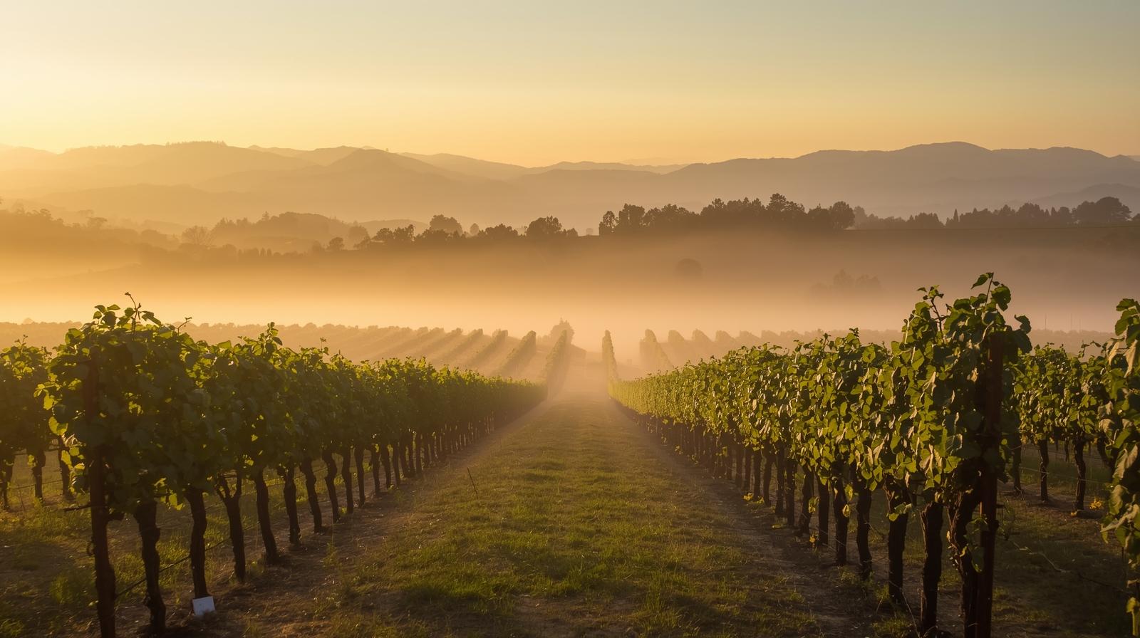 Sunrise over vineyard rows in Rutherford, Napa Valley, with low marine layer fog along Silverado Trail, representing peaceful slow morning rituals in wine country.