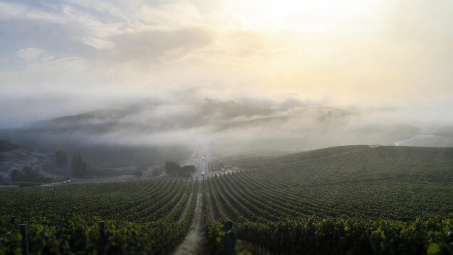 Early morning Napa Valley vineyard landscape with fog lifting near Silverado Trail, showing the calm setting ideal for self guided wine tours from San Mateo County.