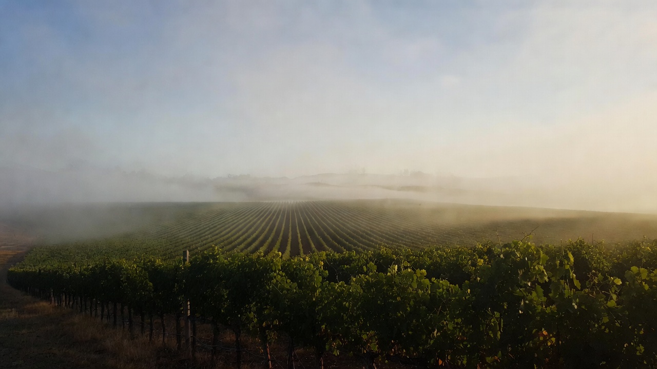 Quiet morning in Napa Valley with vineyard rows on the Rutherford benchlands under light fog, representing silence, stillness, and low stimulation travel.
