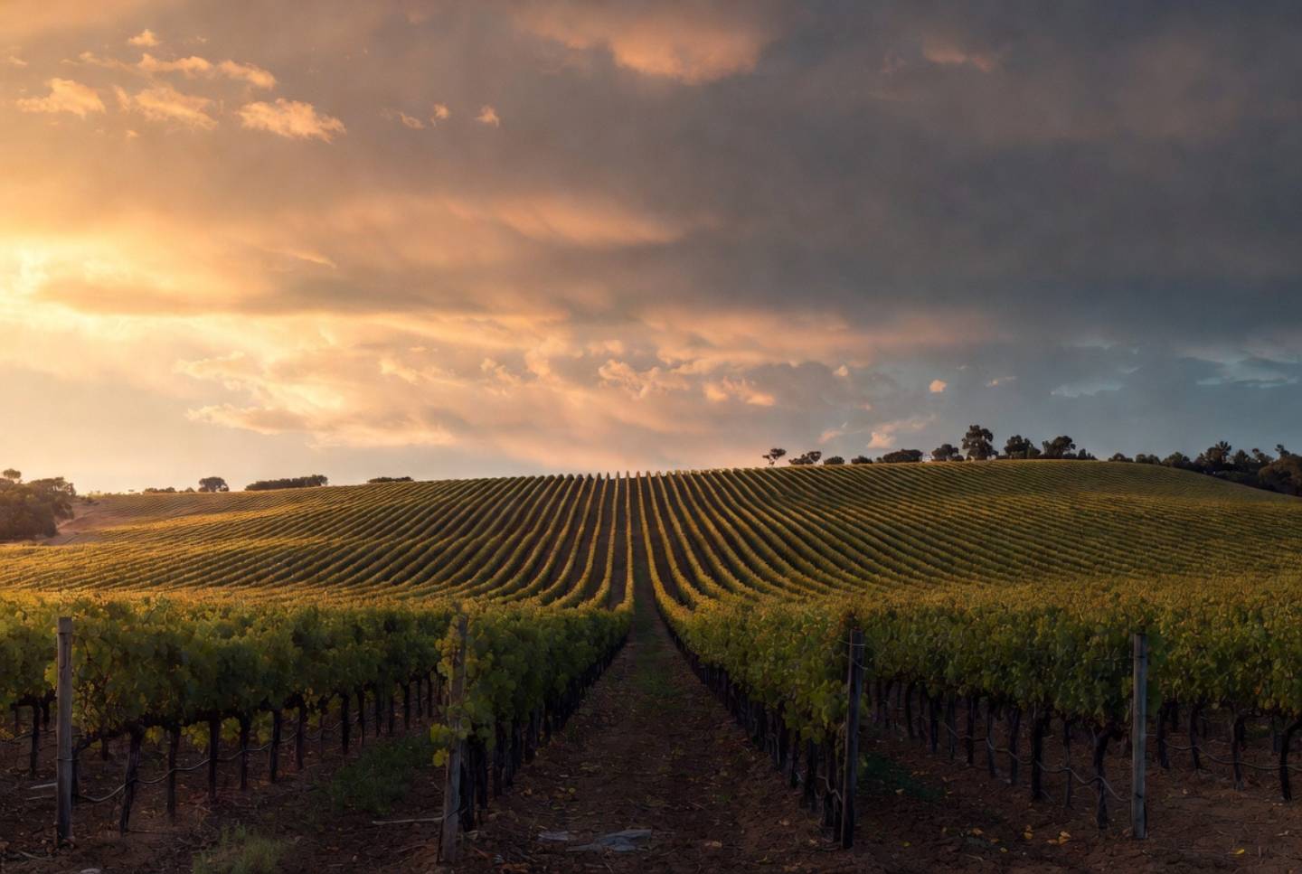 Late afternoon light along Silverado Trail in Napa Valley with vineyard rows, illustrating reflection, pacing, and relationship insight during a test trip.