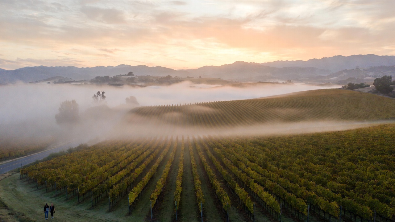 Early morning fog lifting over vineyard rows along Silverado Trail in Napa Valley with two people walking quietly between the vines.

