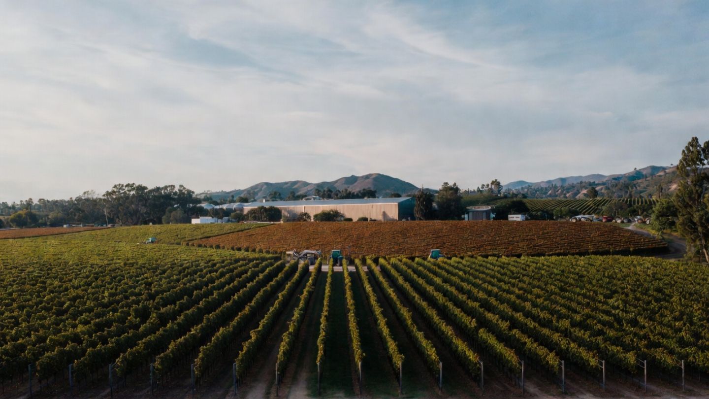 Harvest season afternoon along Silverado Trail in Napa Valley with vineyards in warm golden light and signs of active vineyard work, a common sight for travelers visiting from the South Bay during harvest.