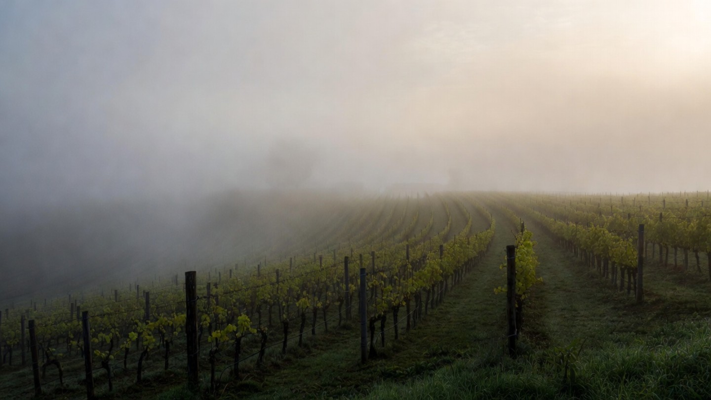 Morning fog lifting over vineyard rows along Silverado Trail in Napa Valley, showing the calm atmosphere honeymooners seek for a quiet midweek stay.