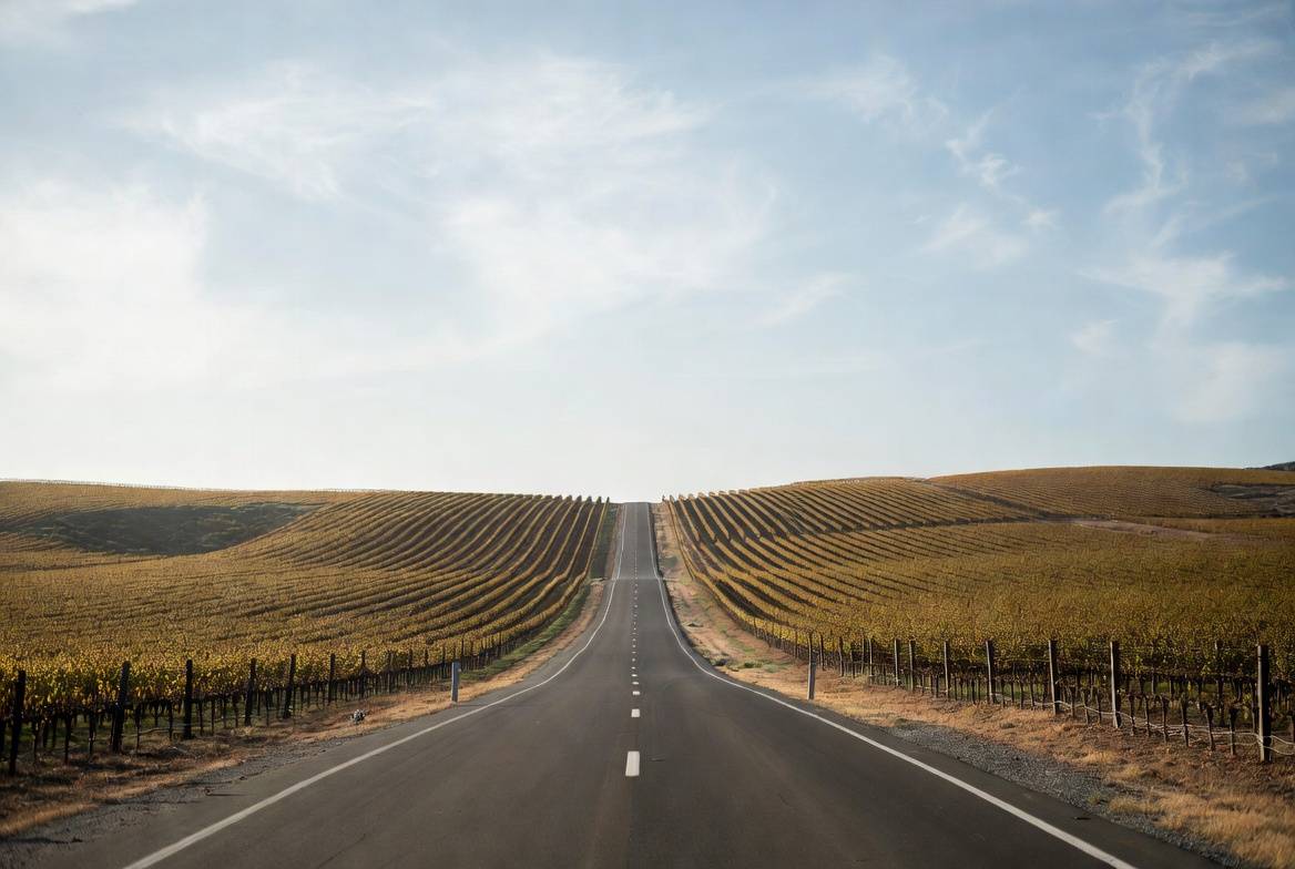 Scenic drive along Silverado Trail in Napa Valley with vineyards and gentle hills, often chosen by returning couples for a quiet annual visit.