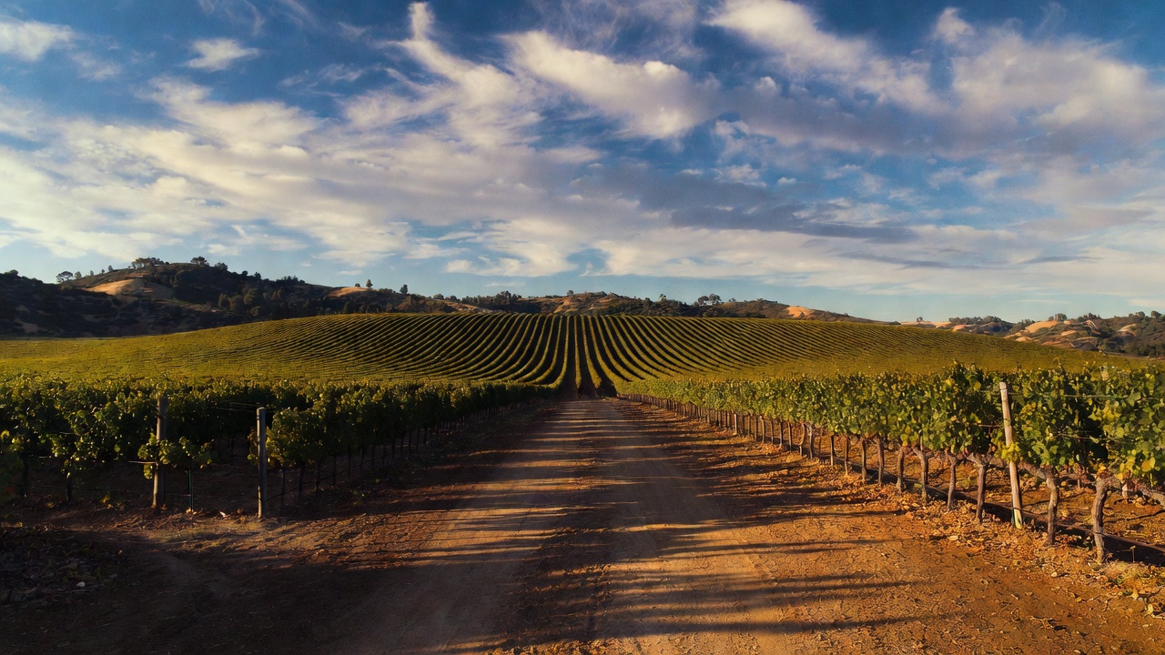  Late afternoon light casting long shadows across vineyard rows along Silverado Trail in Napa Valley, creating a peaceful scene that invites stillness and creative reflection.
