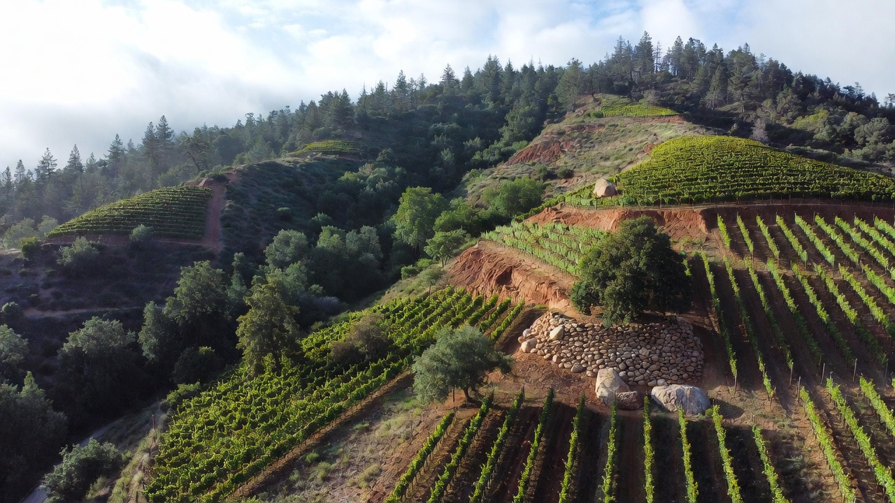Hillside vineyard along Spring Mountain Road in Napa Valley showing forest retention, terraced vine rows, and erosion control measures on steep slopes.