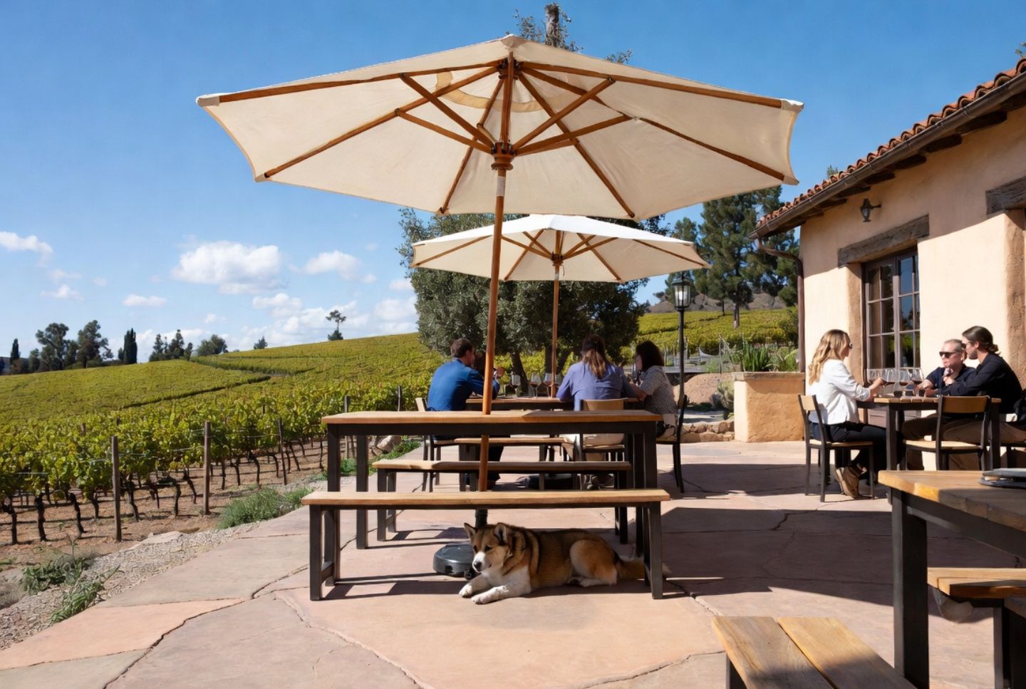 Dog resting under a shaded patio table at a winery in St. Helena Napa Valley during an outdoor seated wine tasting with vineyard views.