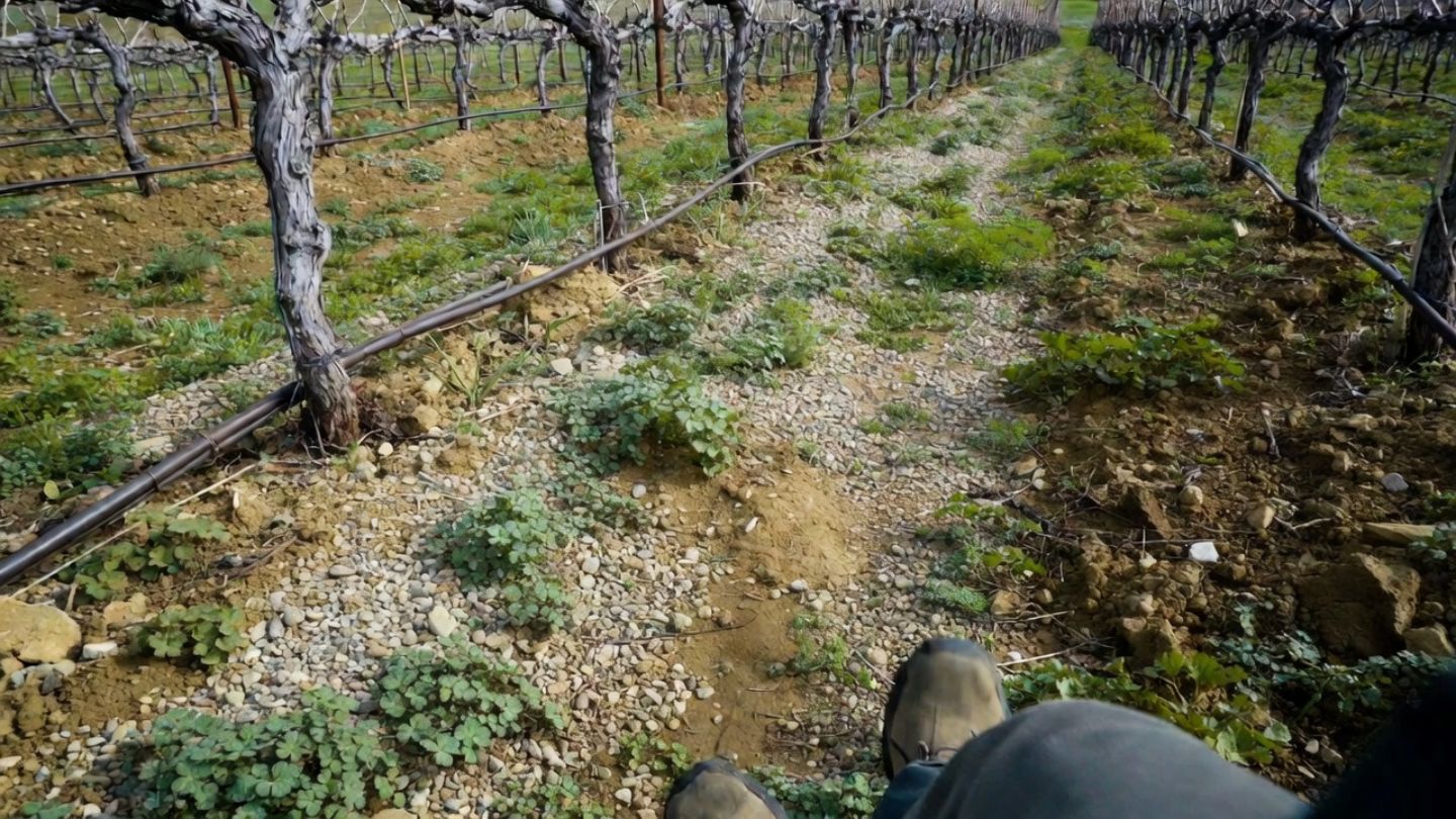 Close view of vineyard rows in Napa Valley with gravel soil, vine trunks, and walking shoes visible, highlighting the tactile experience of walking through vineyard landscapes.